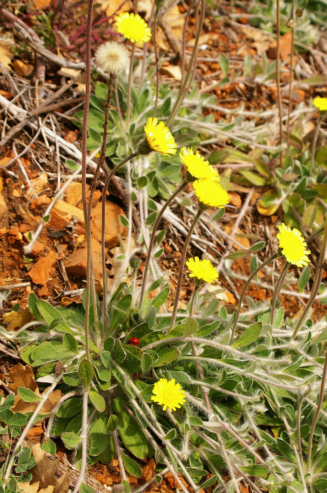 Il giallo 